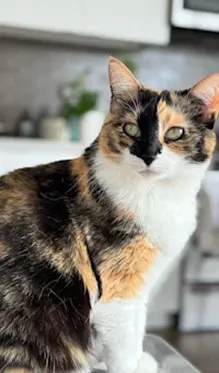 Give this cat a detective hat and a monocle